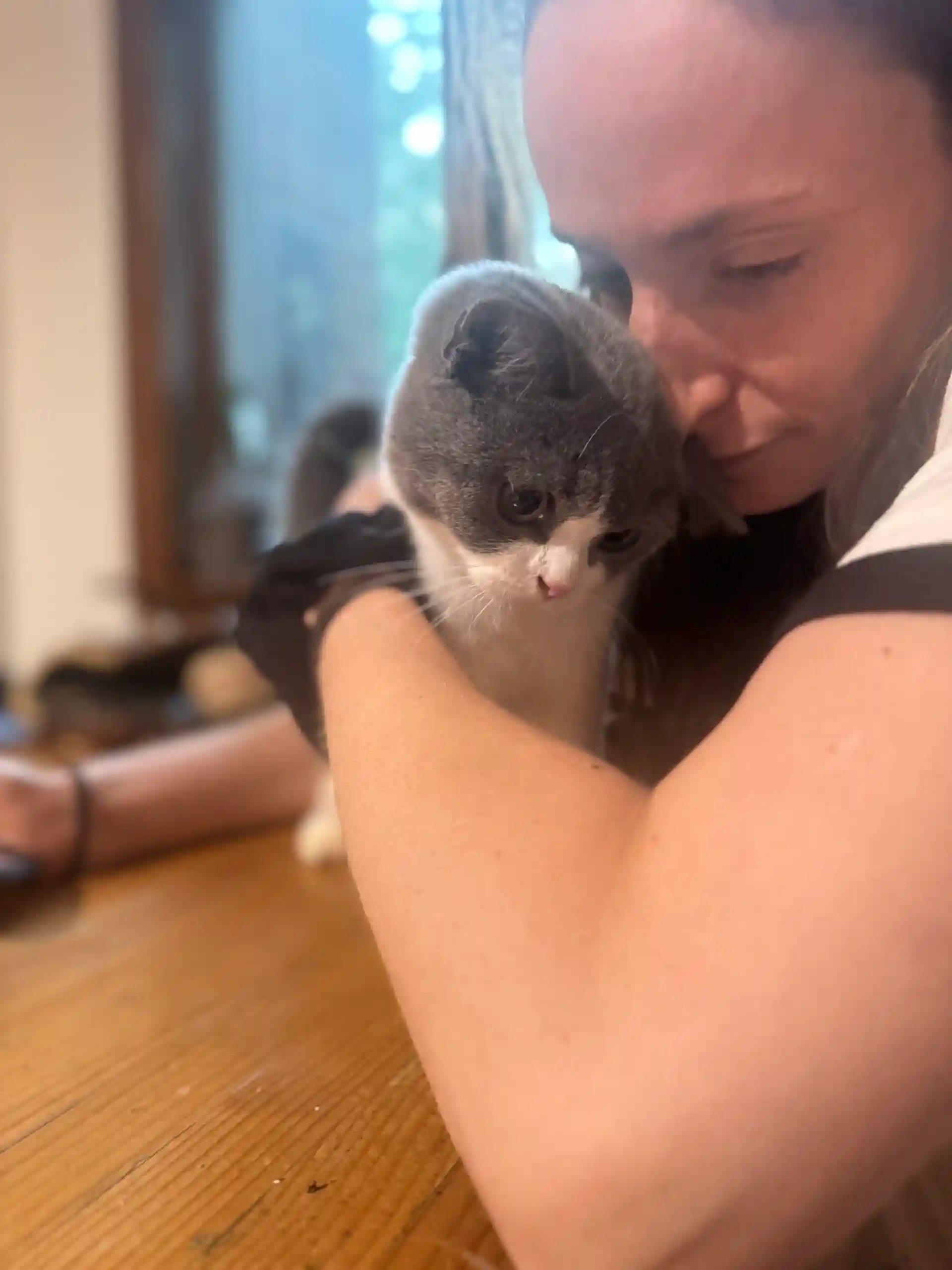 Leigh Steckler cuddling with Miso, a 5-month-old British Shorthair kitten